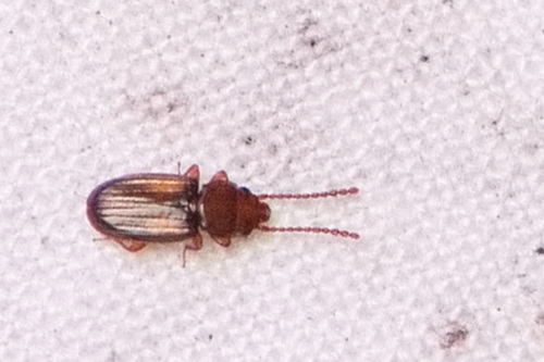 Laemophloeus