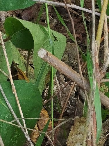 American Toad