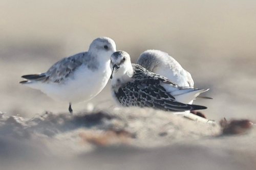 iNaturalist observation photo of Sanderling