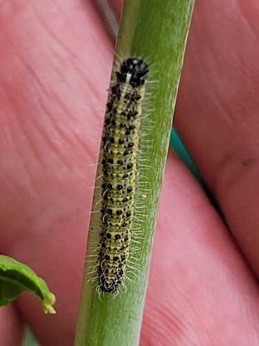 Large White