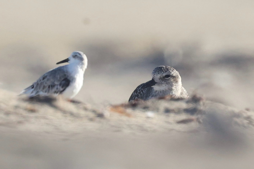 iNaturalist observation photo of Black-bellied Plover
