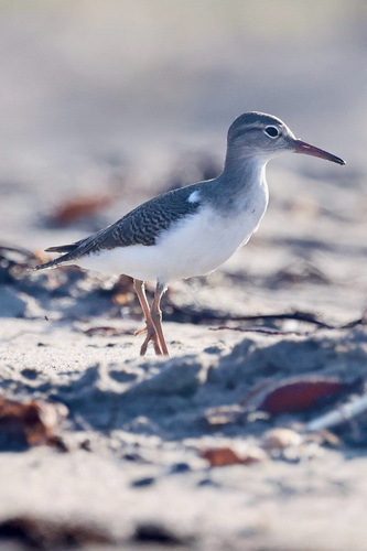 iNaturalist observation photo of Spotted Sandpiper