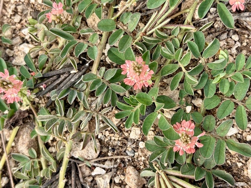 Indigofera, 2026-09-06