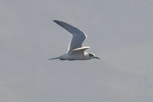 iNaturalist observation photo of Forster's Tern