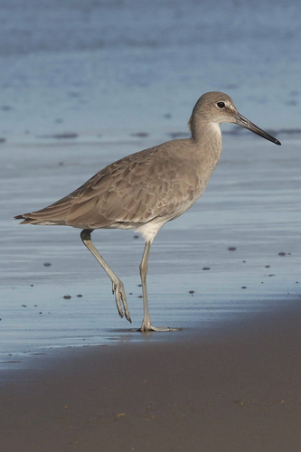 iNaturalist observation photo of Willet