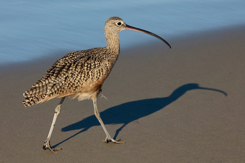 iNaturalist observation photo of Long-billed Curlew