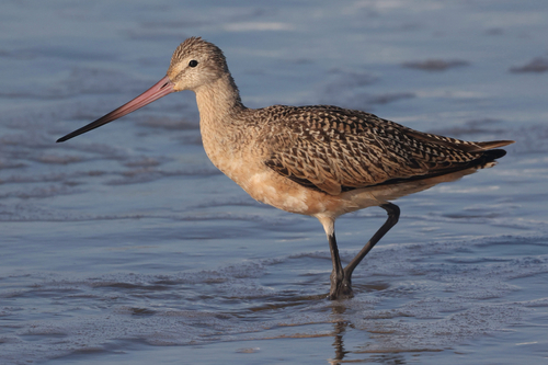 iNaturalist observation photo of Marbled Godwit
