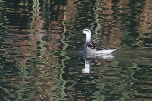 iNaturalist observation photo of Red-necked Phalarope