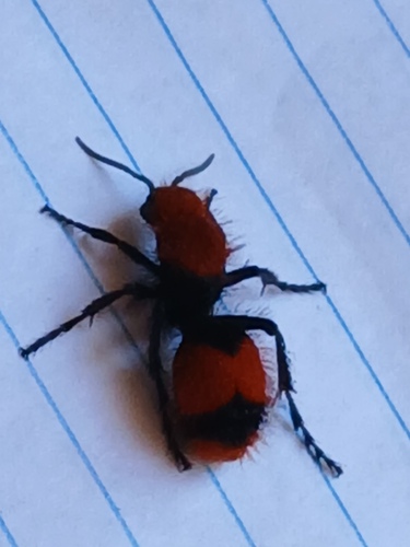 Common Eastern Velvet Ant