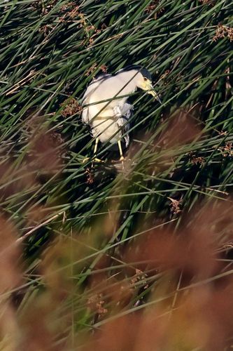 iNaturalist observation photo of Black-crowned Night Heron