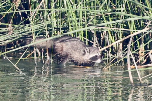 iNaturalist observation photo of Common Raccoon