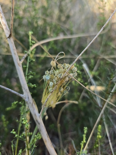 Allium flavum