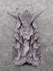 Lithophane thaxteri