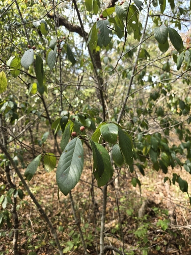 Carolina buckthorn