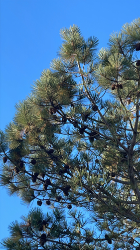 iNaturalist observation photo of pines