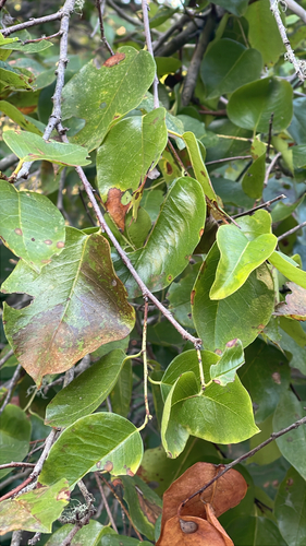 iNaturalist observation photo of hollyleaf cherry