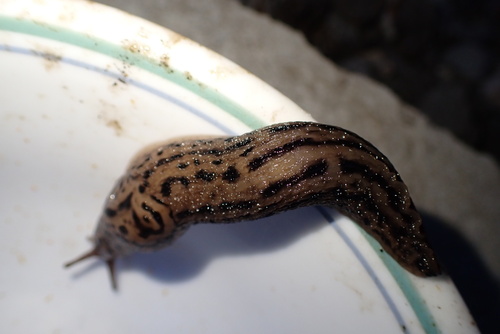 Limax maximus observed 2026-09-08