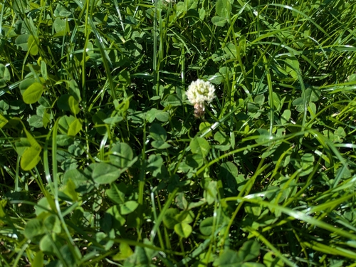 white clover