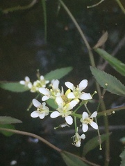 Rorippa aquatica