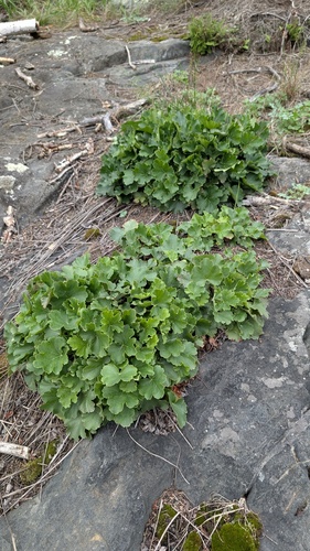 prairie alumroot