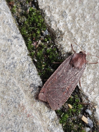 Large Yellow Underwing