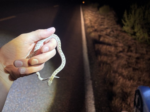 Chihuahuan Nightsnake