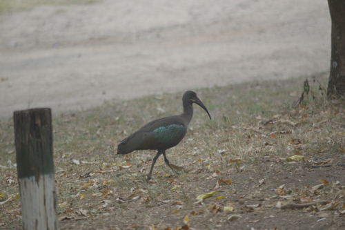 iNaturalist image
