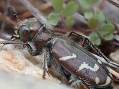 Cicindela tranquebarica vibex
