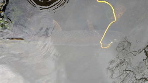 Northern Pike