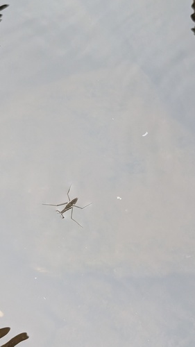 North American Common Water Strider