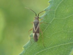 Orthotylus