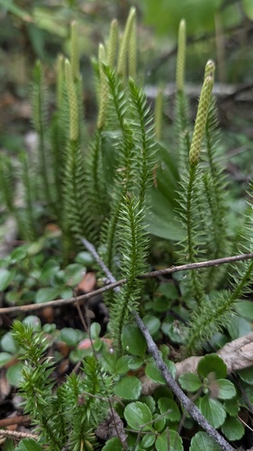 interrupted clubmoss