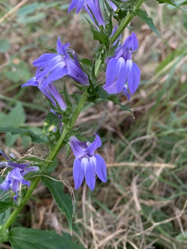great blue lobelia
