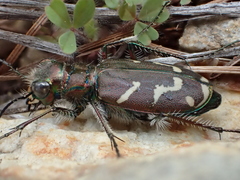 Cicindela tranquebarica vibex
