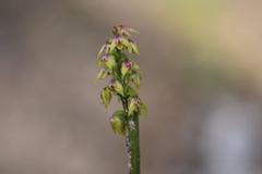 Genoplesium pumilum