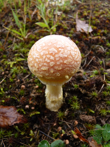 Salmon Amanita