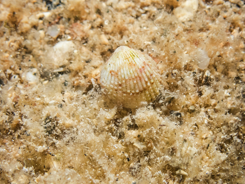 Papillicardium papillosum observed 2026-09-08