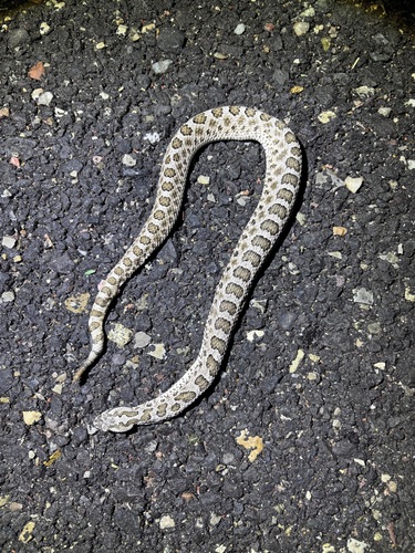 Western Massasauga