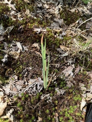 Iris verna, photograph (c) Jeff Clark, some rights reserved (CC BY)