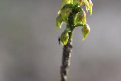 Genoplesium pumilum