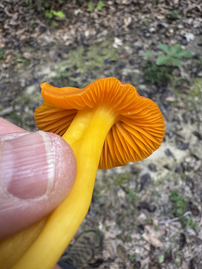 orange gilled waxcap · September 2026 · photo: Photo: (c) Jeff Clark, some rights reserved (CC BY) · iNaturalist