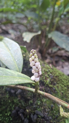 Anthurium scandens, photograph 4
