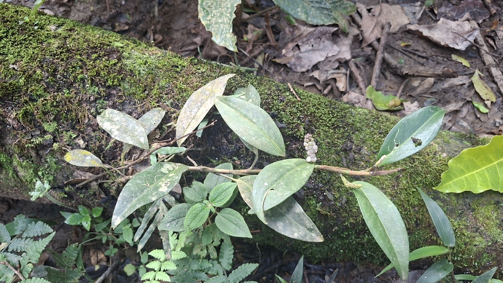 Anthurium scandens; photograph (c) William G. Borges, some rights reserved (CC BY)