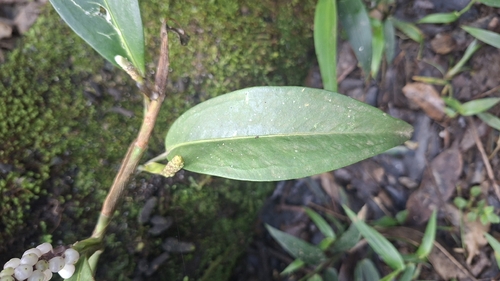 Anthurium scandens, photograph 5
