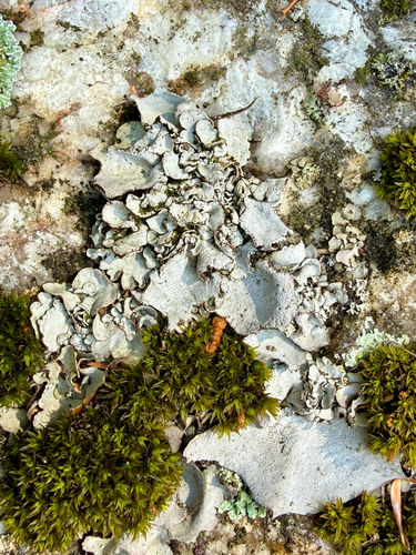 Leather Lichen