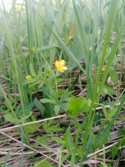 Ranunculus monophyllus