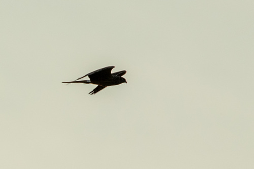 Montagu's Harrier