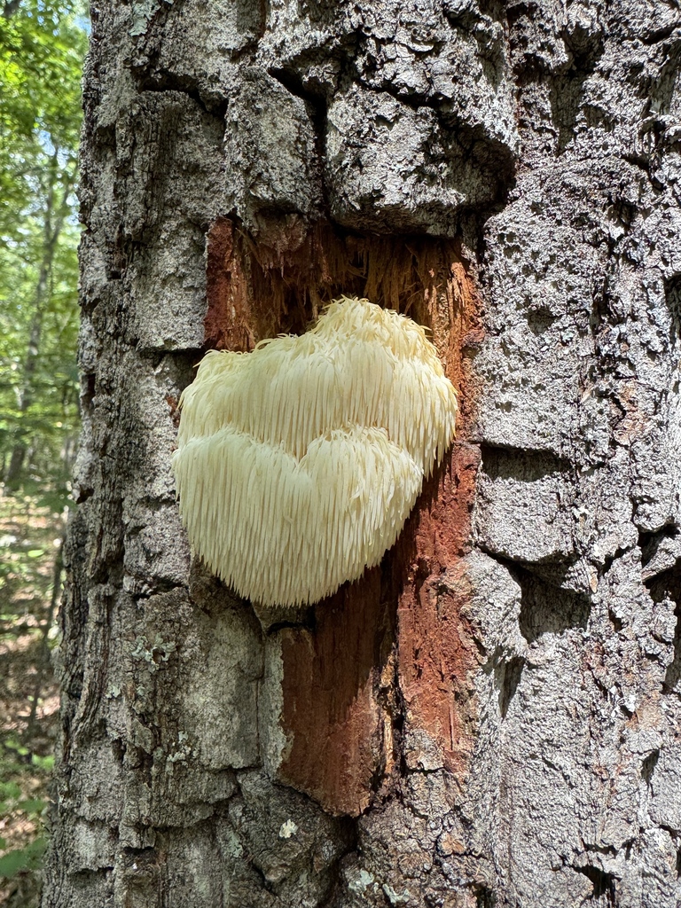 lion's-mane mushroom · September 2026 · photo: Photo: (c) Jeff Clark, some rights reserved (CC BY) · iNaturalist
