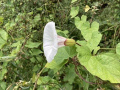 Calystegia silvatica