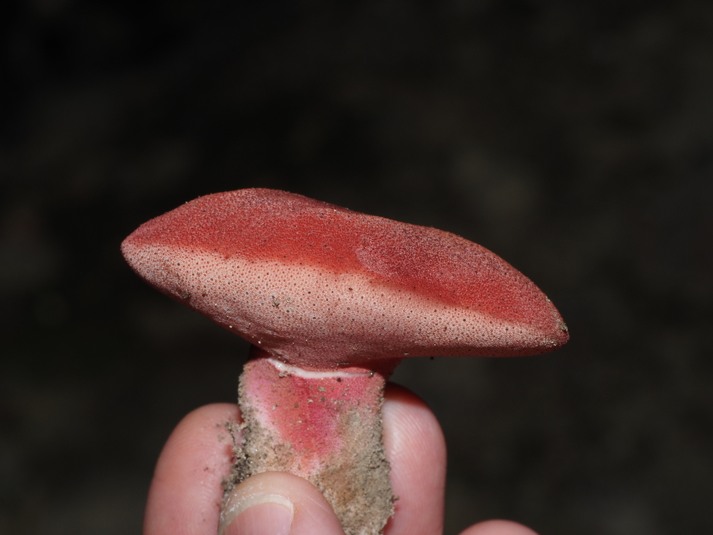 Fistulina americana · September 2026 · photo: Photo: (c) Jeff Clark, some rights reserved (CC BY) · iNaturalist